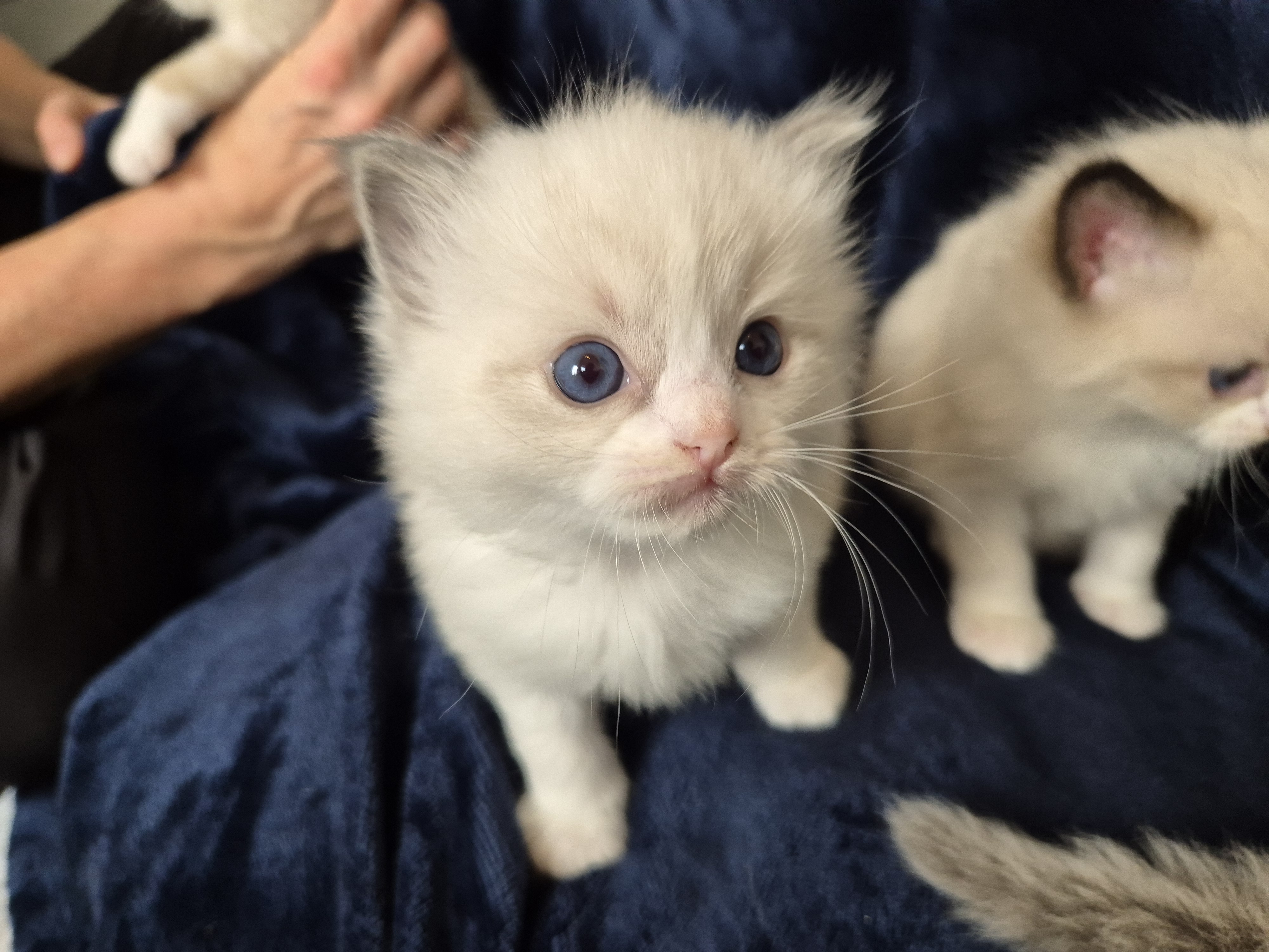 Ragdoll-Kätzchen mit blauen Augen