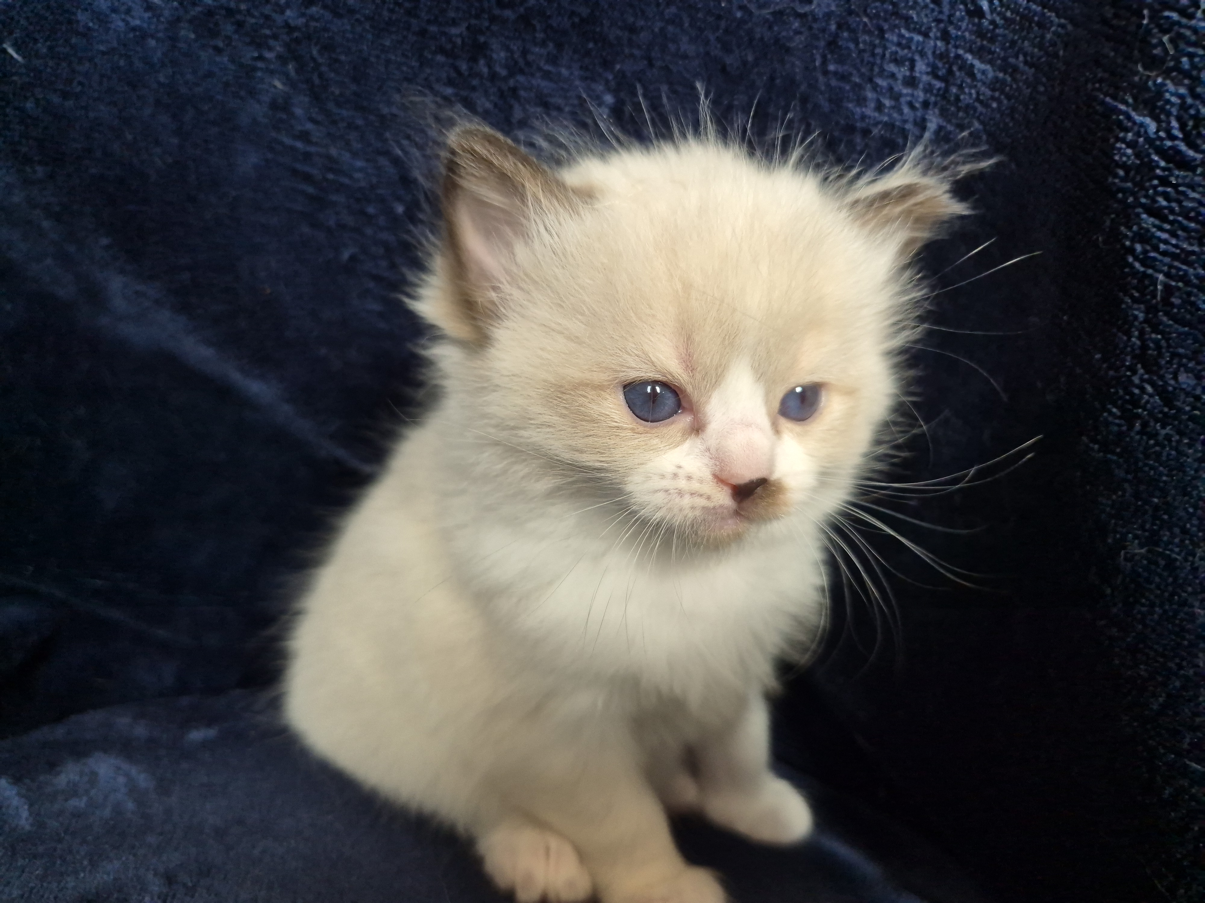 Ragdoll-Kätzchen sitzt aufrecht