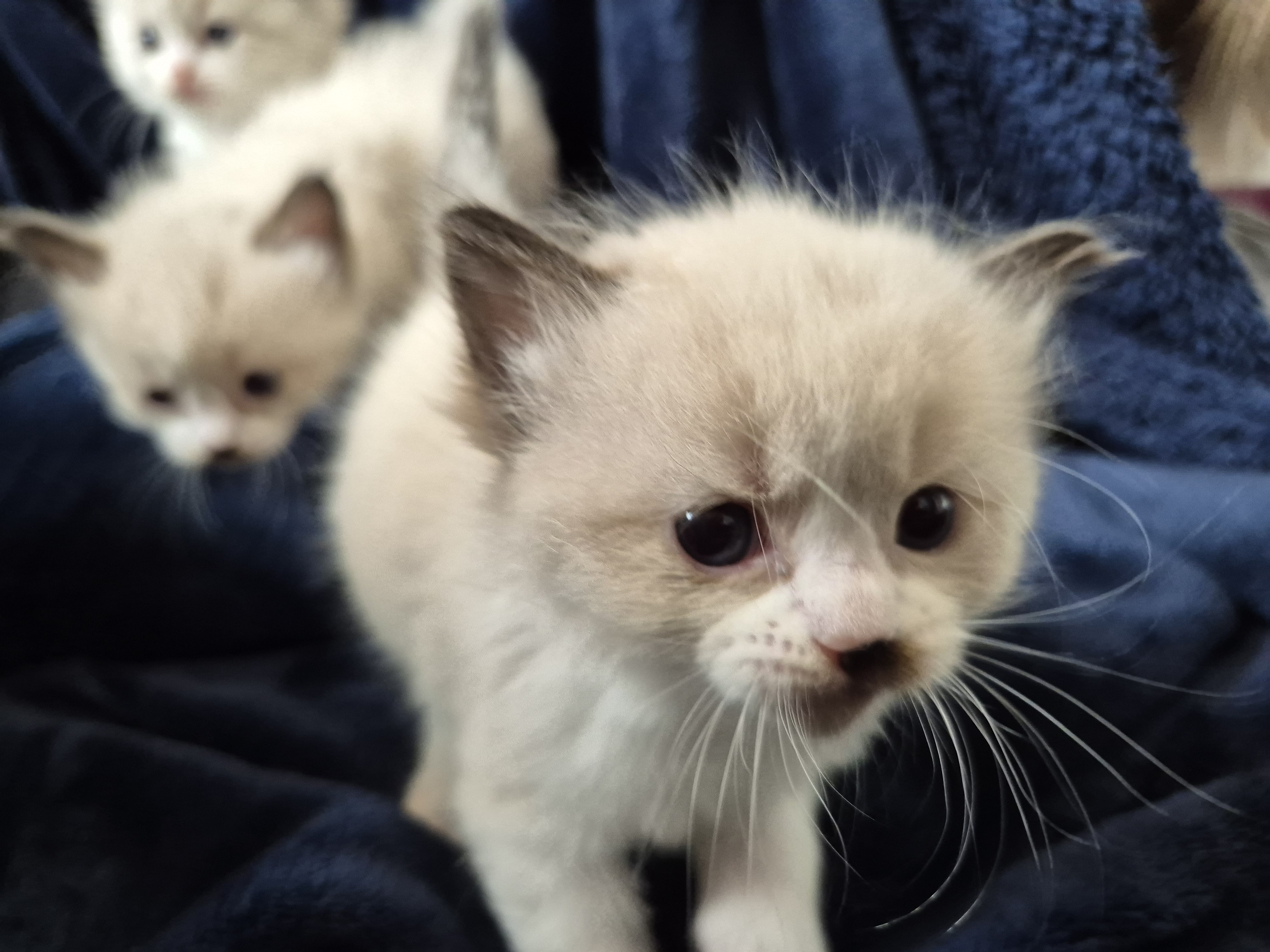 Ragdoll-Kätzchen Ace kommt auf die Kamera zu, Blue Bicolor