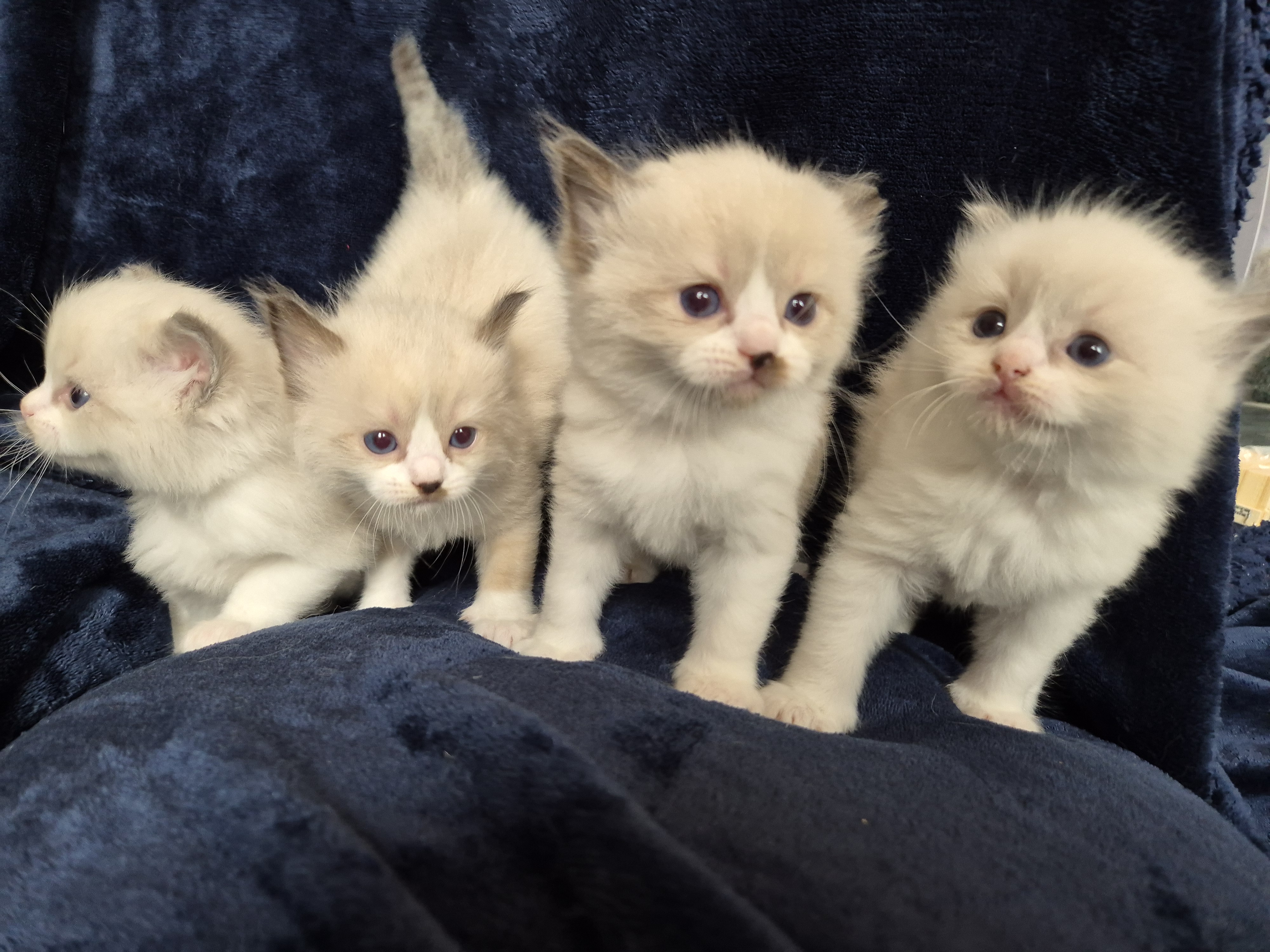 Ragdoll-Kätzchen Gambit, Blue Mitted