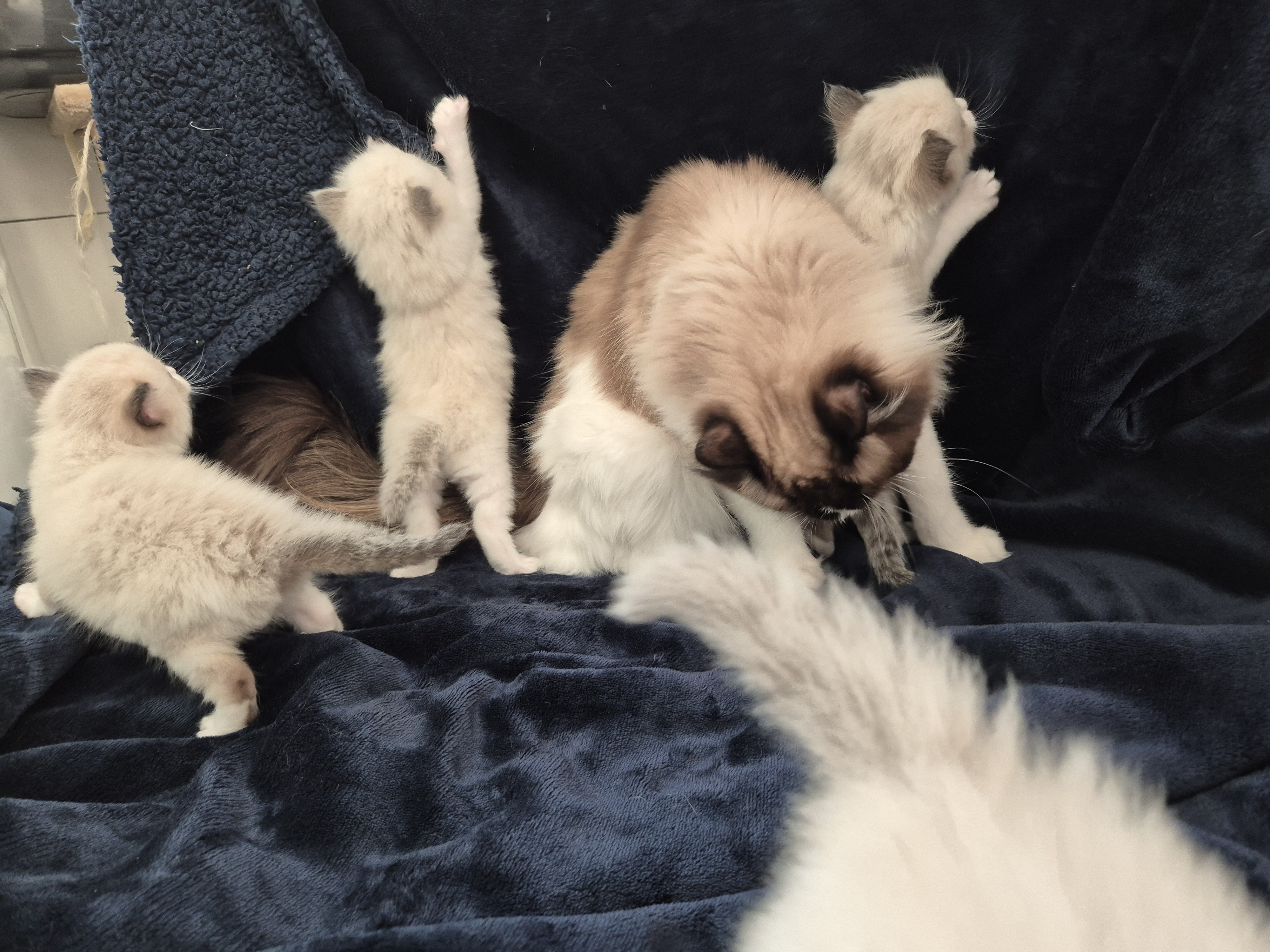 Ragdoll Moocy mit ihren Kätzchen beim Spielen, Familienzucht Bad Erlach