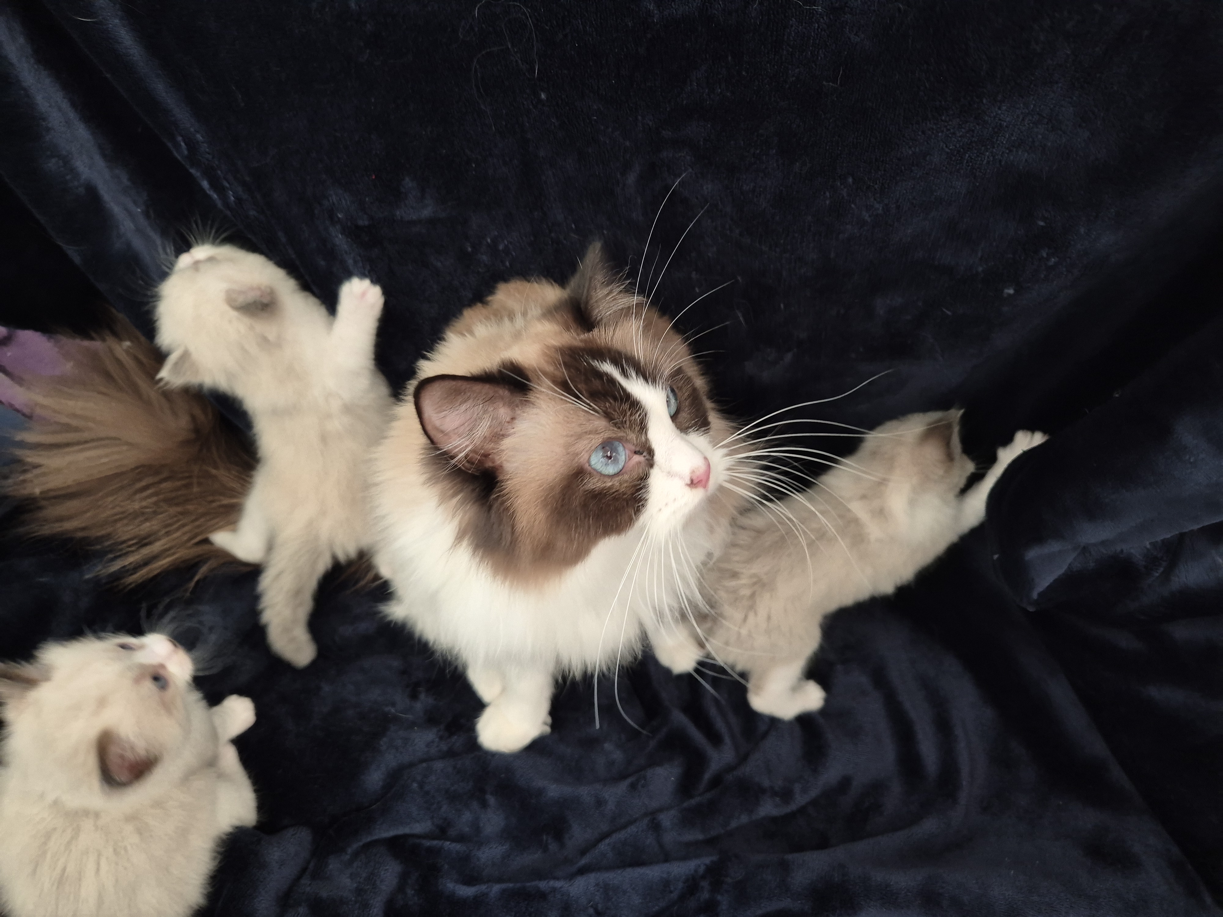 Moocy – unsere Ragdoll-Stammkatze Seal Bicolor mit ihren Kätzchen